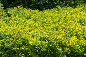Euonymus japonicus Aureo-Marginata with variegated green-yellow leaves on the embankment of the resort town of Gelendzhik.