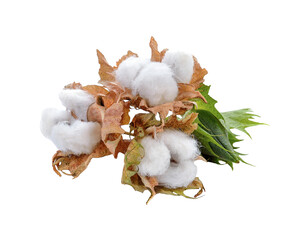 cotton plant transparent png