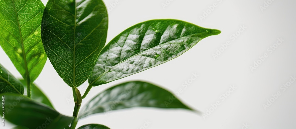 Aufkleber white background picture featuring genuine leaves with ample copy space image