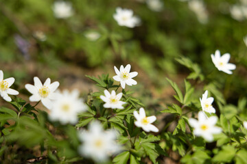 White anemone flowers in spring forest. Spring nature background. Beautiful nature landscape. Glade of anemone nemorosa.