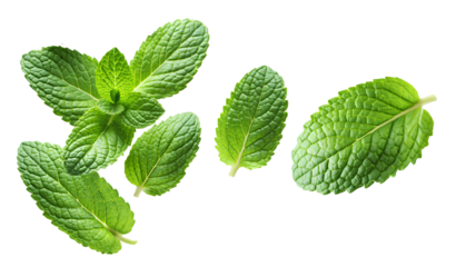 Mint leaves, mint leaves. Spearmint, isolated on white background