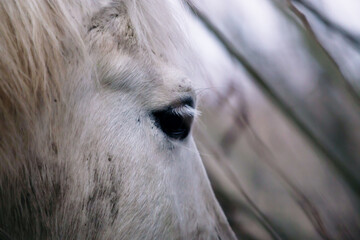 primo piano nel dettaglio dello sguardo di un cavallo bianco, visto di lato