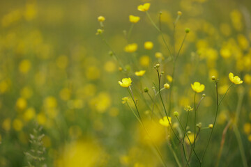 Fototapeta premium vista macro di una sottilissima ed alta pianta verde con vari piccoli fiori gialli in un campo naturale d'erba, di giorno, in primavera