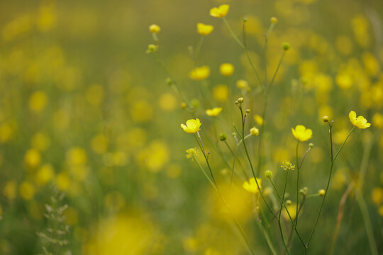 vista macro di una sottilissima ed alta pianta verde con vari piccoli fiori gialli in un campo naturale d'erba, di giorno, in primavera