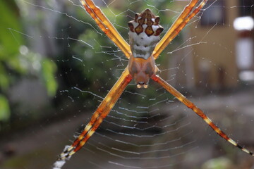Argiope argentata, or Silver Argiope spider, on its web