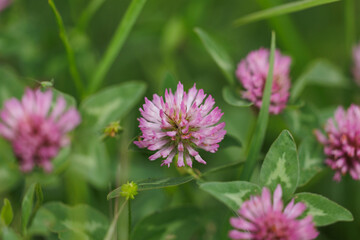 vista macro ravvicinata di alcune piccole piante dalle foglie verdi e  dai fiori dalle sfumature di rosa in un prato 