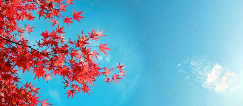 Leinwandbilder a serene blue sky forms the backdrop for a vivid red maple branch in the copy space image
