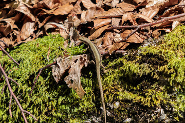 primo piano di una lucertola che si sposta tra una superficie coperta da muschio verde e delle foglie secche di giorno
