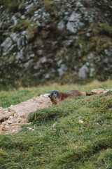 marmot in the italian mountains