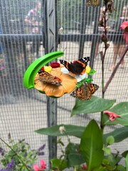butterfly in the garden