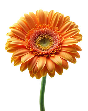 photo realistic of Gerbera, Orange fower isolated on white background.
