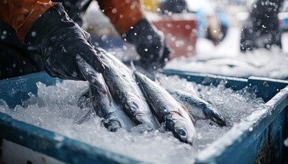 Close up of a fisherman selecting fresh fish from a box and placing it on ice in a fish market