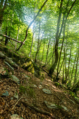 Sunlight Filtering Through Forest Canopy
