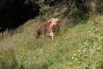 mucche dal pelo marrone al pascolo, in un prato di montagna, di giorno, in estate