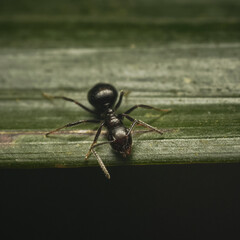Dolichoderinae
Odorous Ants Subfamily Dolichoderinae