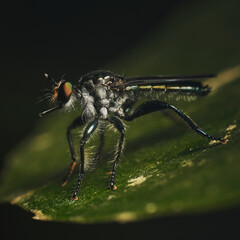 Genus Maira
a member of Robber Flies Family Asilidae