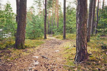 leśna ścieżka  © Marcin Łazarczyk