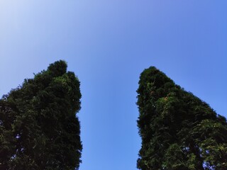 Obraz premium trees and sky