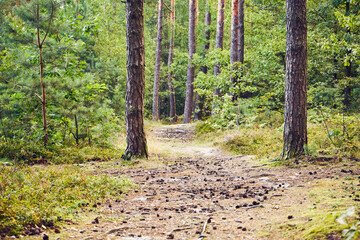 leśna ścieżka  © Marcin Łazarczyk
