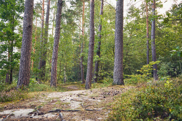 leśna droga  © Marcin Łazarczyk