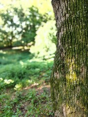 old bark macro