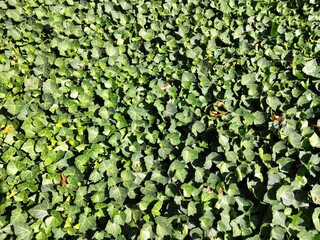 green ivy leaves