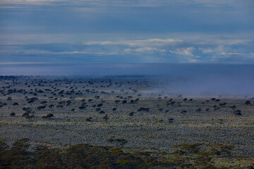 Fog settles in a barren pasture of desert grasses and bushes