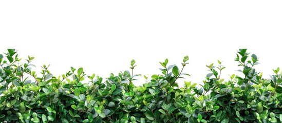 Obraz premium Isolated on a white background a bush plant with leaves creates a decorative border with copy space image
