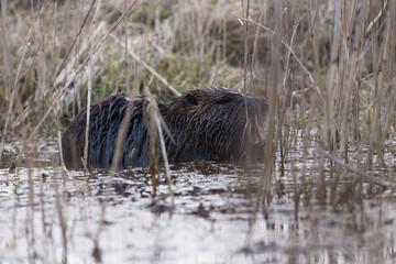 ritratto dettagliato di una nutria, vista di lato, mentre se ne sta ferma a nutrirsi di piante, nell'acqua bassa di un ambiente naturale di palude, di giorno