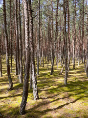 dancing forest on Curonian Spit in Kaliningrad