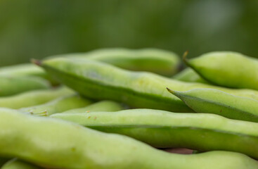 Broad bean or fava beans (Fave) on the close-up. From garden to table: springtime vegetables and legumes