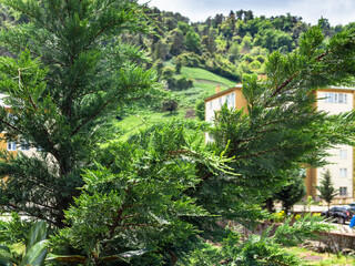 green thuja branch and country houses in Turkey