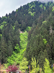 Obraz premium colorful overgrown mountain near Uzungol village