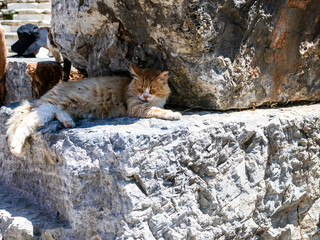 cat in ruines in Ancient Greece city Ephesus
