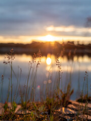 spikelets of grass on shore of pond at sunset
