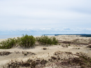 bush on sand dune at Curonian Spit in Kaliningrad