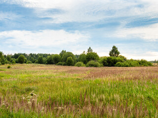 Fototapeta premium overgrown field in Yaroslavl Region of Russia