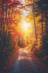 In the autumn forest, rays of warm sunlight pass through branches and vibrant fall leaves are a vivid gold and red color.