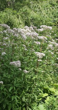 ouffes d'eupatoires &agrave; feuilles de chanvre (Eupatorium cannabinum) &agrave; inflorescences rose terminale en corymbes sur tige dress&eacute;es rouge-violac&eacute;, aux feuilles palmatis&eacute;qu&eacute;es vert moyen