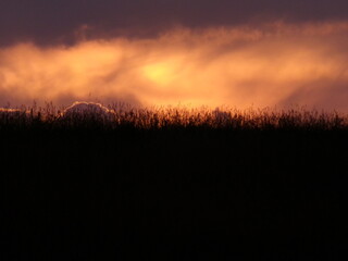 sunset in the field