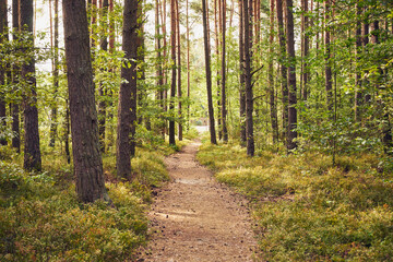 leśna ścieżka  © Marcin Łazarczyk