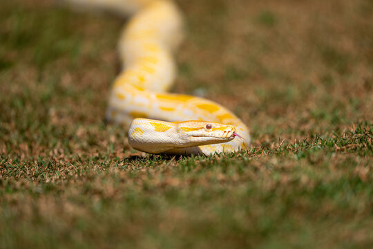 Albino Burmese Python (Python molurus bivittatus)