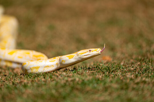 Albino Burmese Python (Python molurus bivittatus)