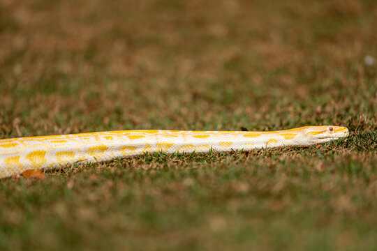 Albino Burmese Python (Python molurus bivittatus)