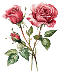 Fototapeta premium PNG Elegant watercolor red rose illustration