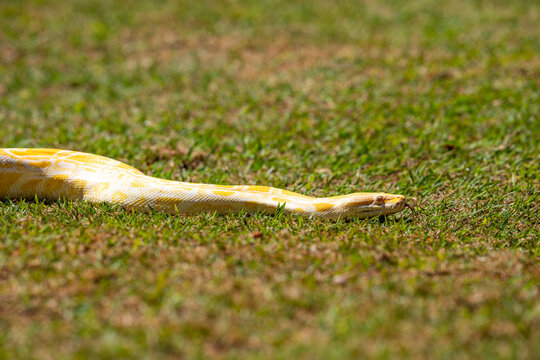 Albino Burmese Python (Python molurus bivittatus)