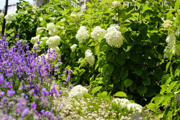 garden with hydrangeas and lavender bushes