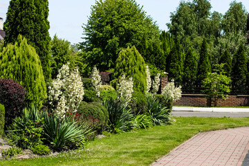 A white Yucca filamentosa plant close-up in a botanical garden
