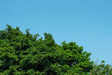 Obraz premium green tree crowns on the background of the sky