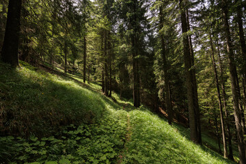 ampia vista panoramica su un vasto bosco nelle montagne dell'Italia nord orientale, ricco di prati...